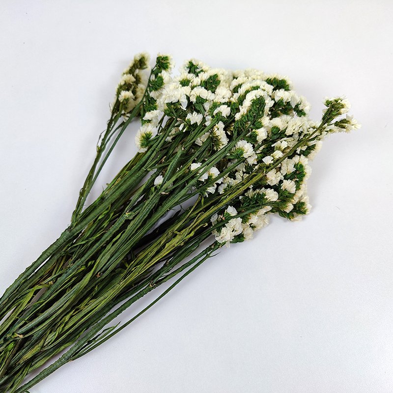 Preserved Myosotis Home Decoration Real Natural Long Lasting Flower Dried Statice Flower Preserved Myosotis Forget Me Not flower