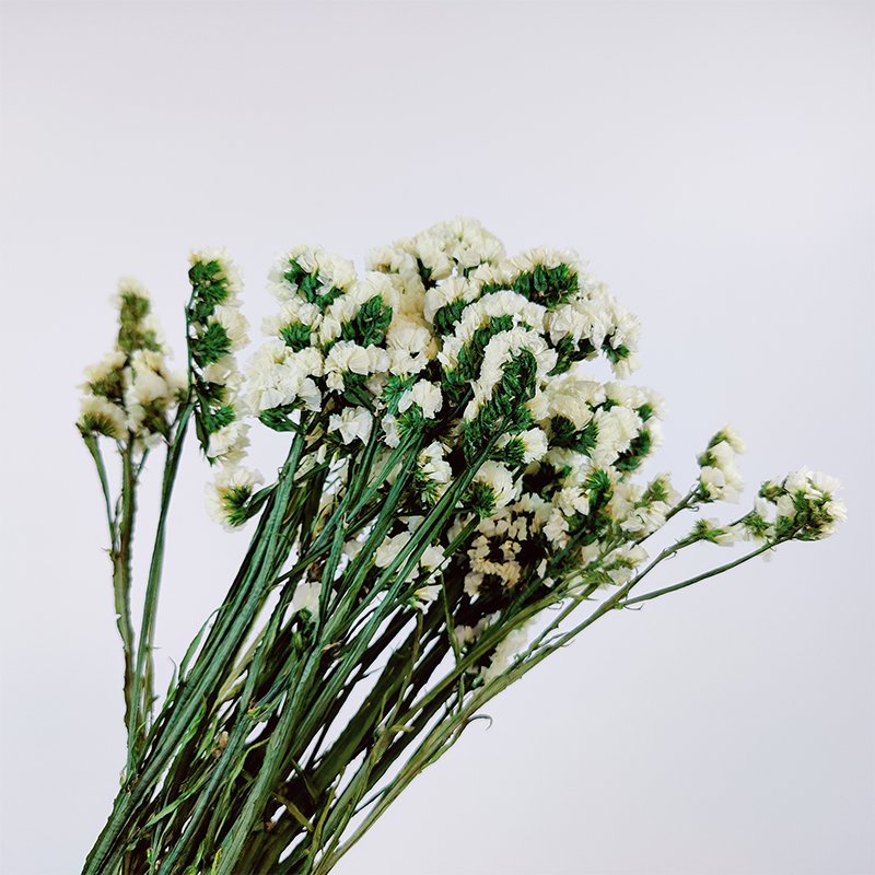 Preserved Myosotis Home Decoration Real Natural Long Lasting Flower Dried Statice Flower Preserved Myosotis Forget Me Not flower