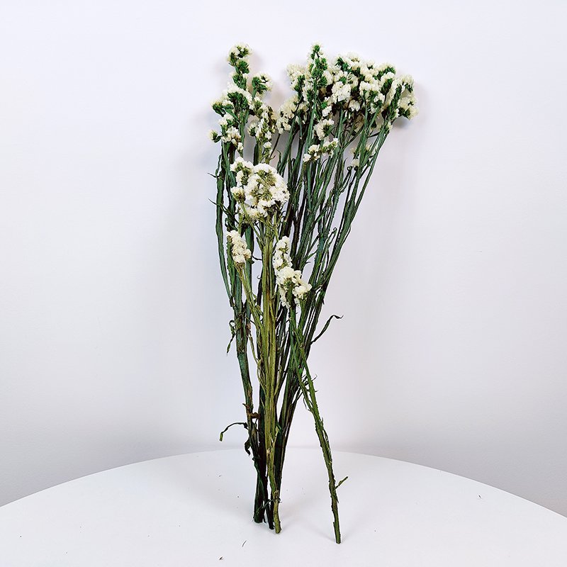 Preserved Myosotis Home Decoration Real Natural Long Lasting Flower Dried Statice Flower Preserved Myosotis Forget Me Not flower