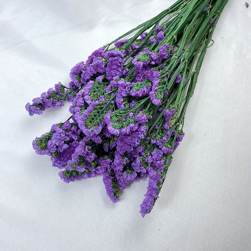 Preserved Myosotis Home Decoration Real Natural Long Lasting Flower Dried Statice Flower Preserved Myosotis Forget Me Not flower