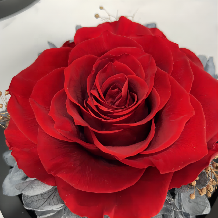 Eternal roses wholesale luxuriously surprise rose for Valentine's Day gift