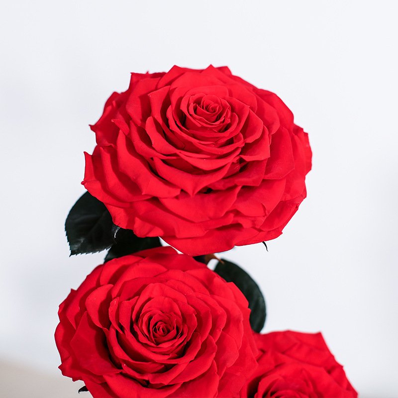 Handmade Preserved Flower Rose Three Preserved Rose With Glass Dome