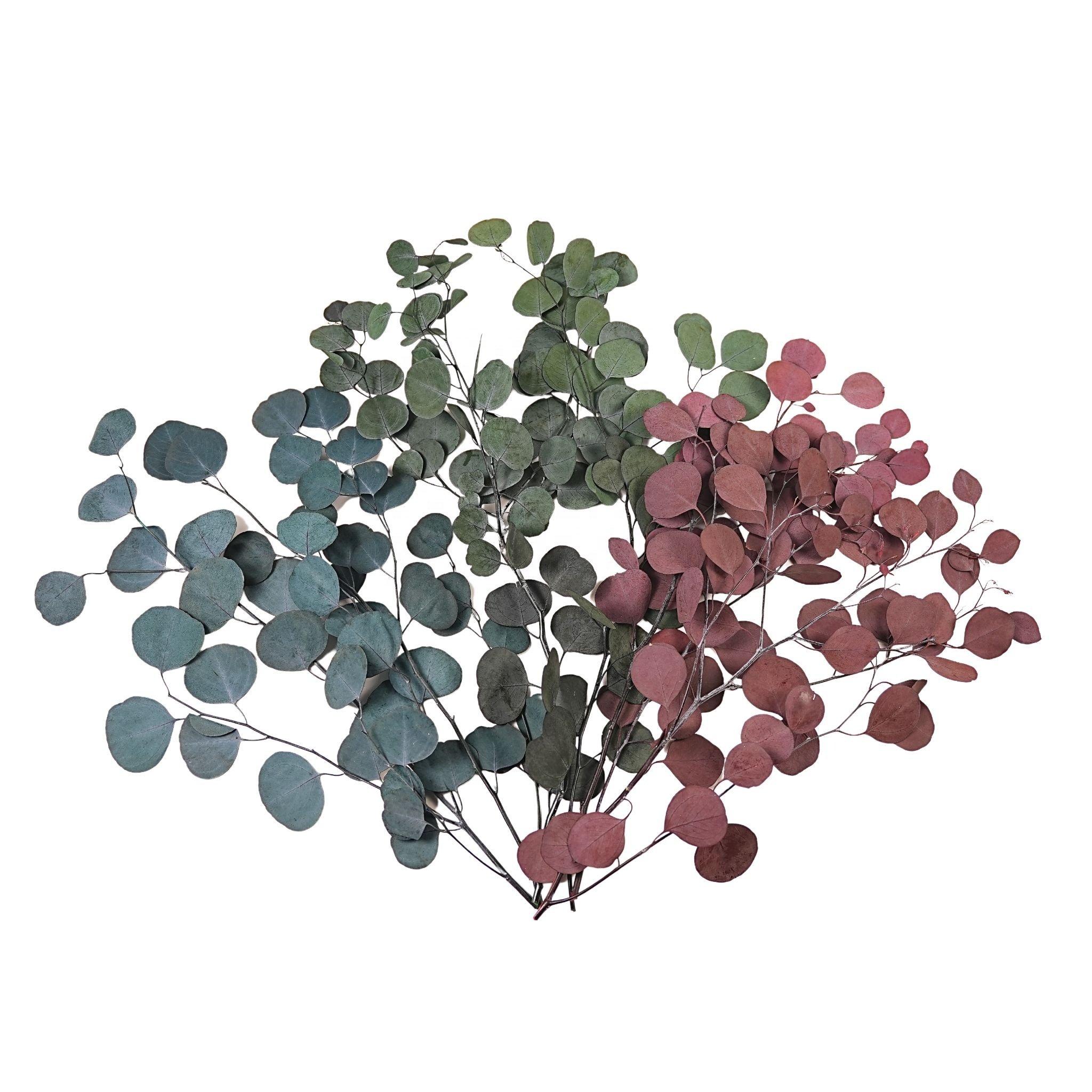 Factory direct sales Natural fresh hanging eucalyptus and lavender stems for bathing and furniture upholstery