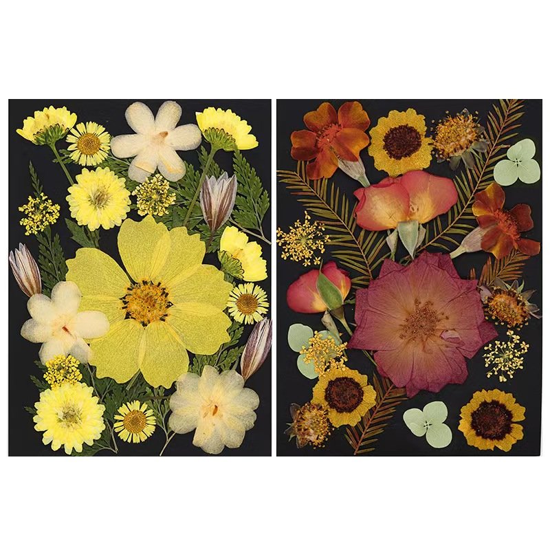 MNR2181 new arrival mixed colors pressed flowers for DIY handcraft art flower decoration pack