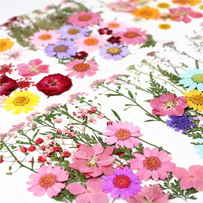 M101 Mixed Real Dried Press Flowers Assorted Colorful Daisies Leaves Hydrangea Dry Pressed Flowers For Resin Craft Wedding Decor