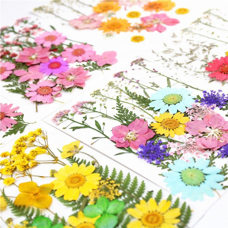 M101 Mixed Real Dried Press Flowers Assorted Colorful Daisies Leaves Hydrangea Dry Pressed Flowers For Resin Craft Wedding Decor