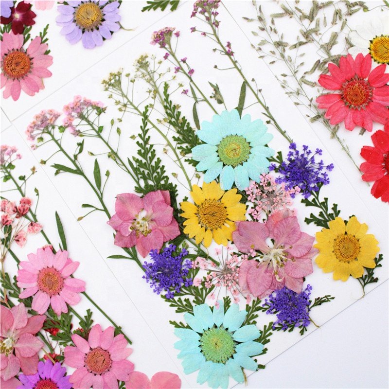 M101 Mixed Real Dried Press Flowers Assorted Colorful Daisies Leaves Hydrangea Dry Pressed Flowers For Resin Craft Wedding Decor