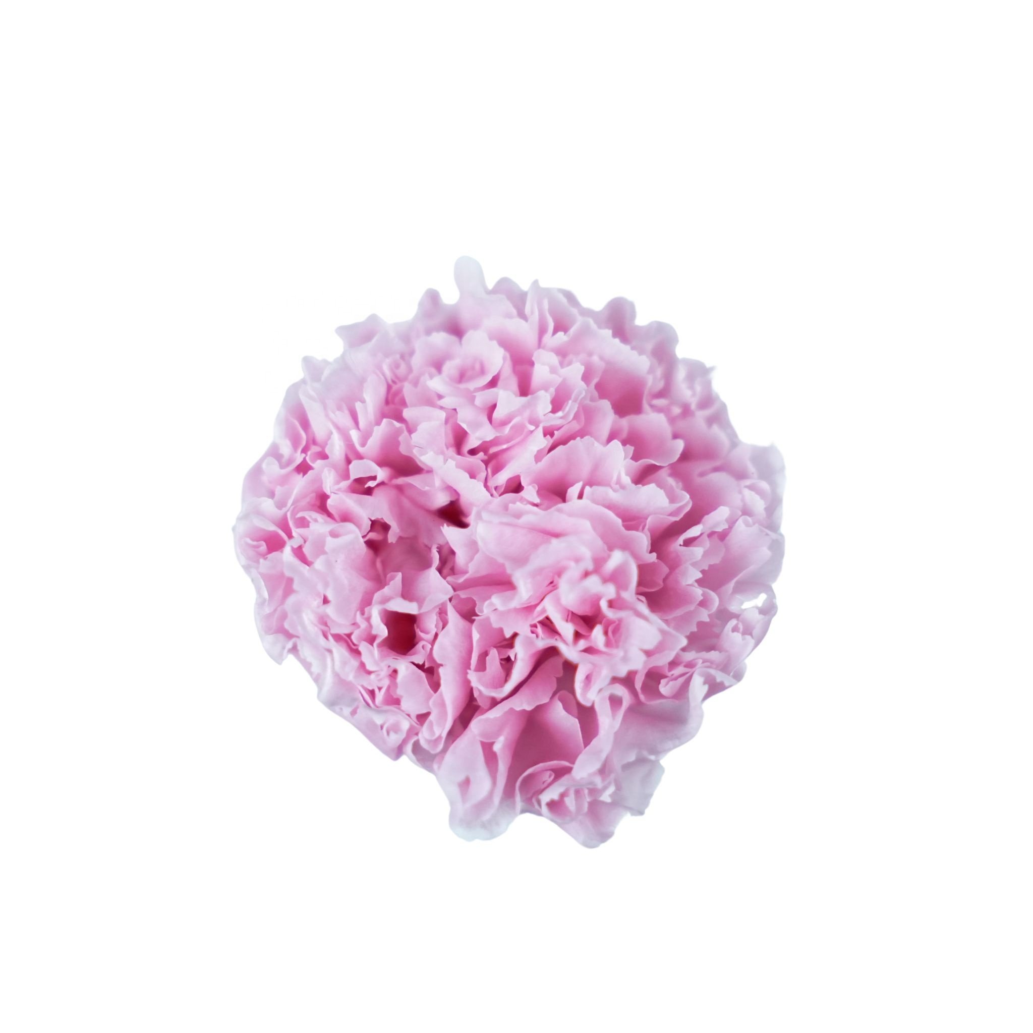 A new store opened 4-5cm Flower Head Carnation Pickled Carnation Flowers for Mother's Day Gifts Dianthus 'Carnation