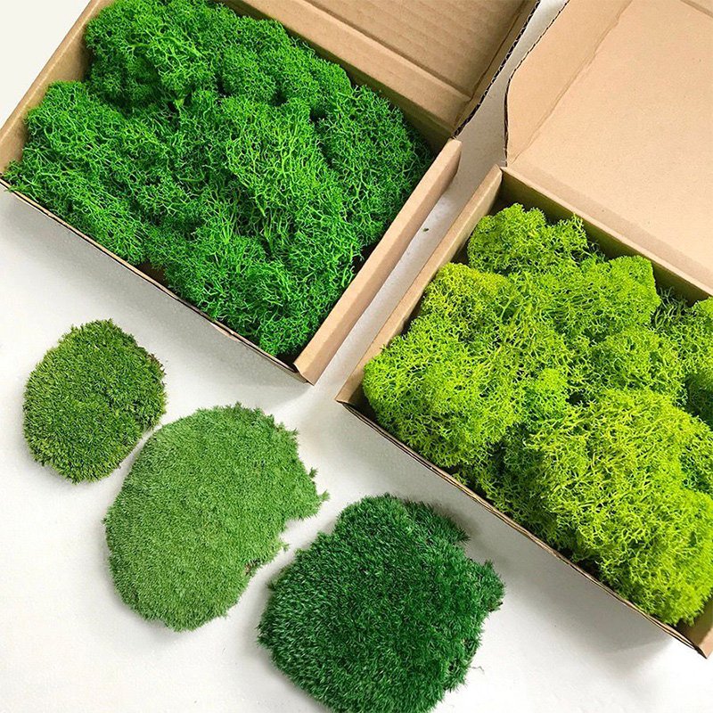 Home Decoration Real Natural preserved moss panels Interior Beautiful Stabilized Green Moss Wall