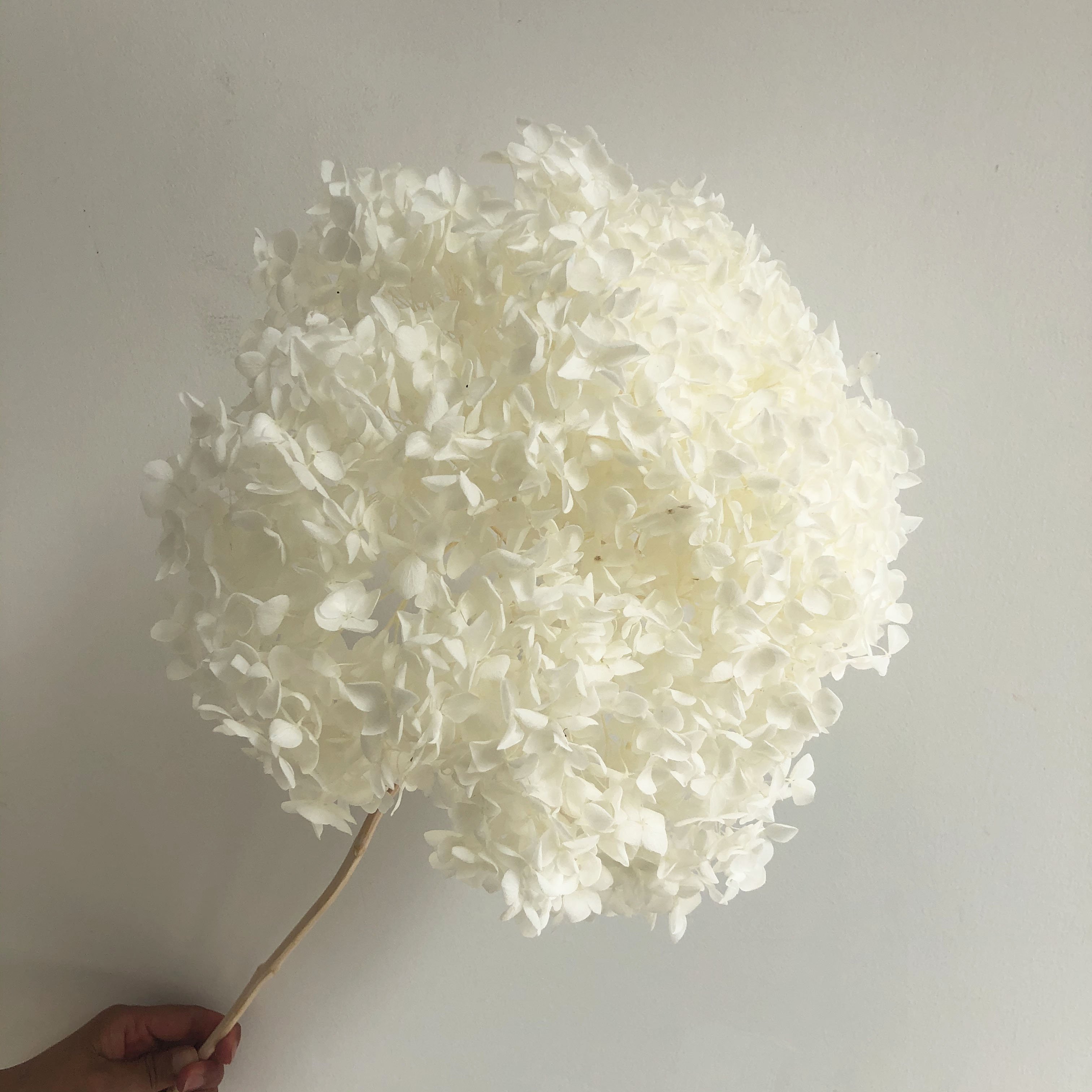 DIY Material Immortal Preserved Fresh hydrangea Flower the Colorful Forever Lasting hydrangea With branches