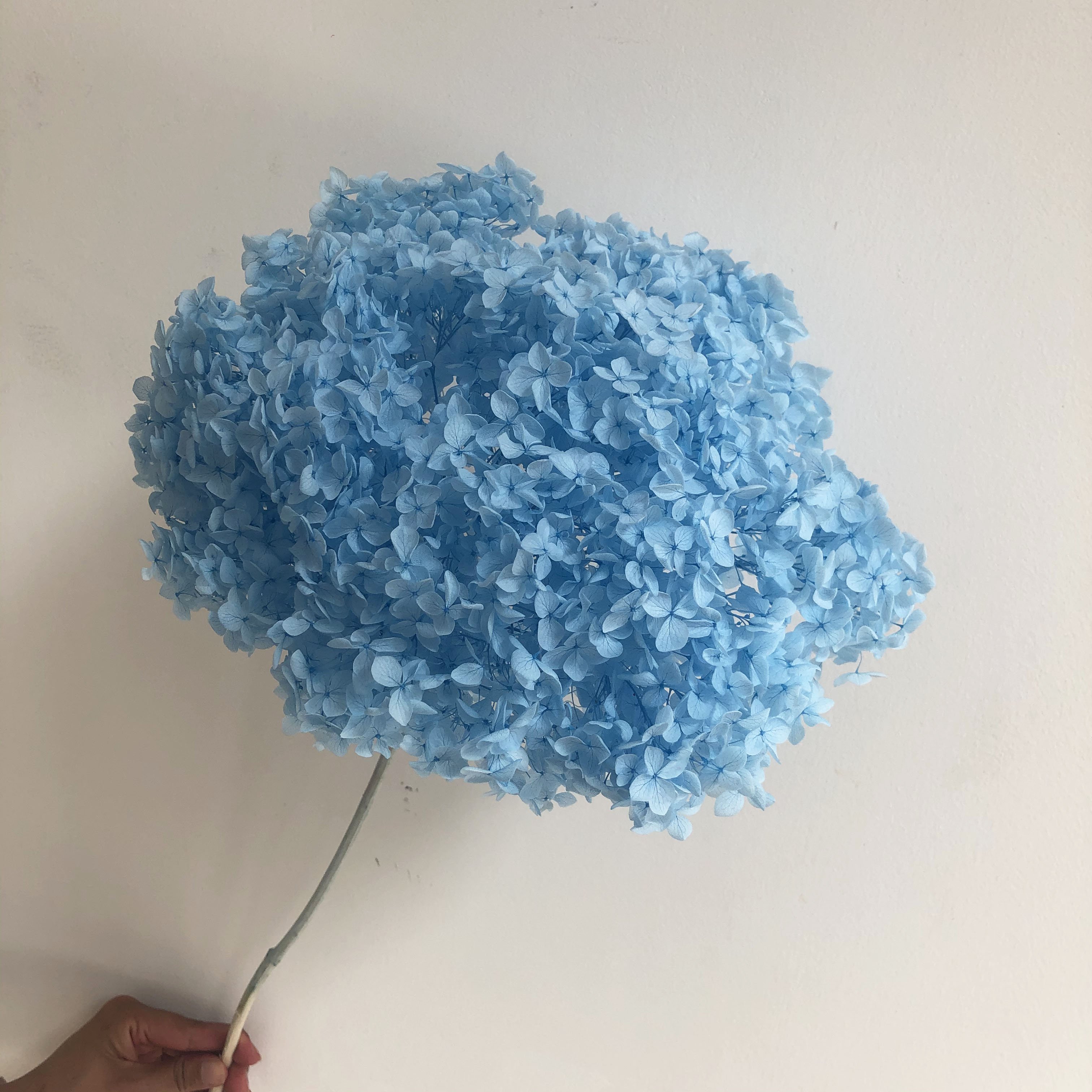 DIY Material Immortal Preserved Fresh hydrangea Flower the Colorful Forever Lasting hydrangea With branches