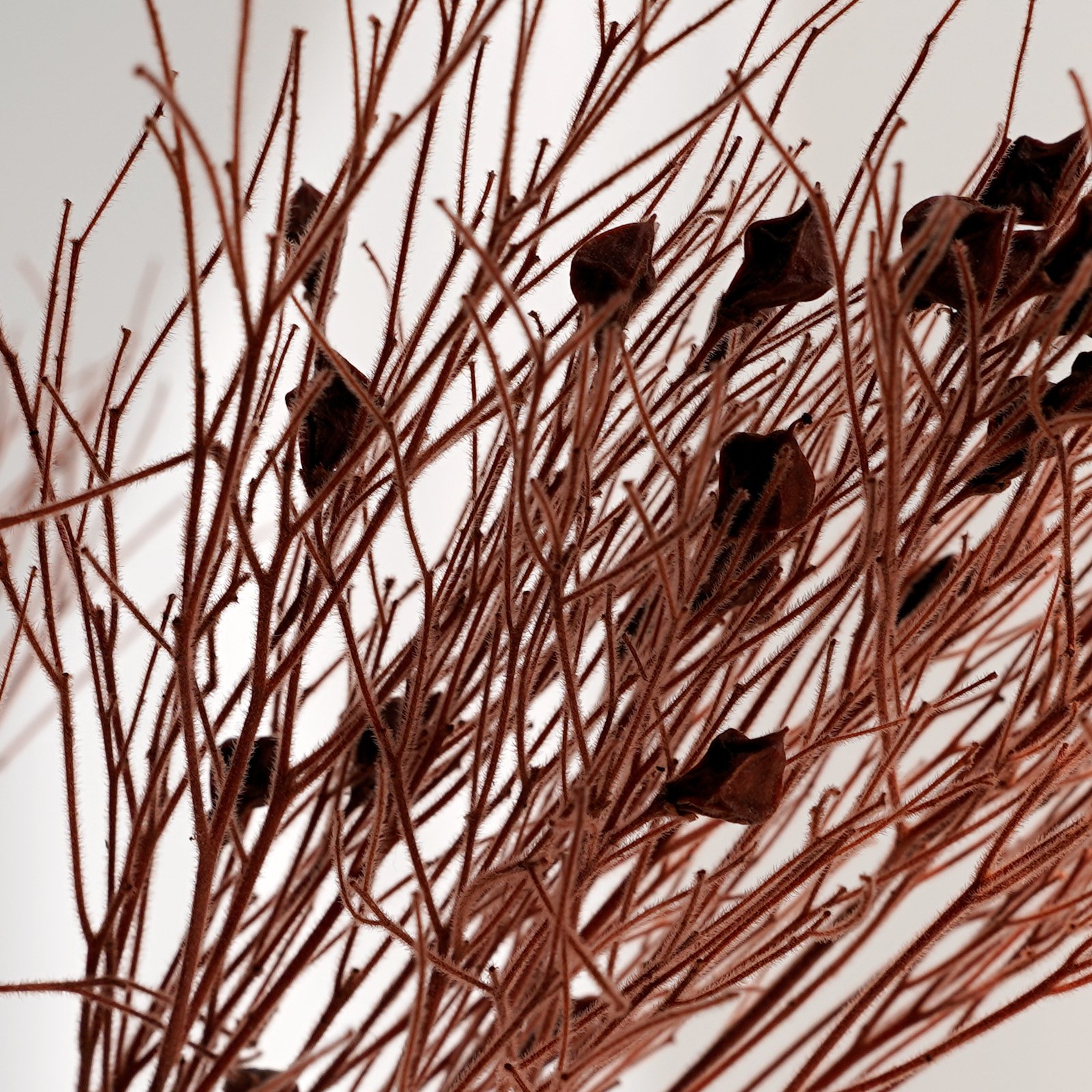 Natural Preserved Dream Grass Dried Flower Beautiful DIY Flower Material For Home Party Wedding Decoration