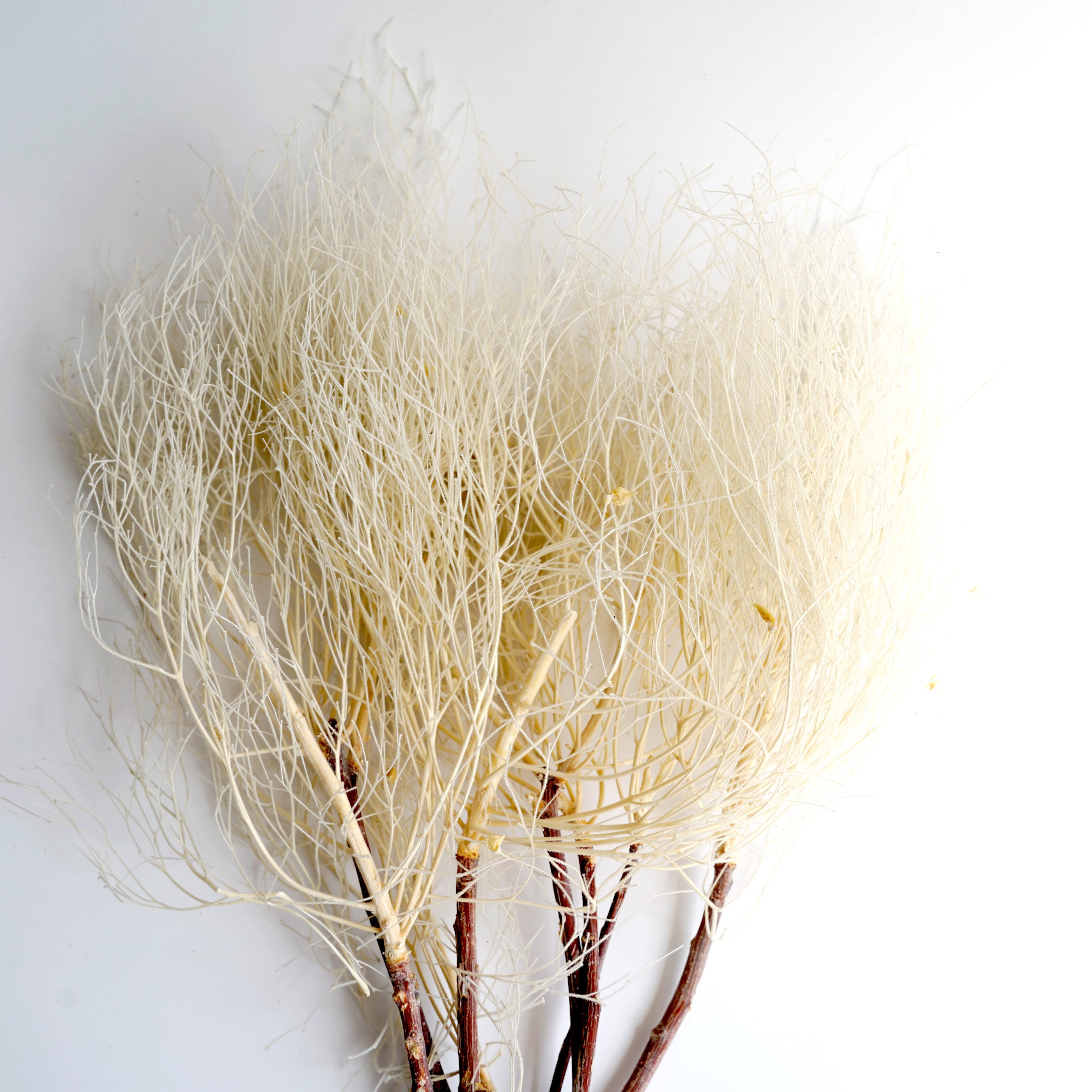 Natural Preserved Dream Grass Dried Flower Beautiful DIY Flower Material For Home Party Wedding Decoration