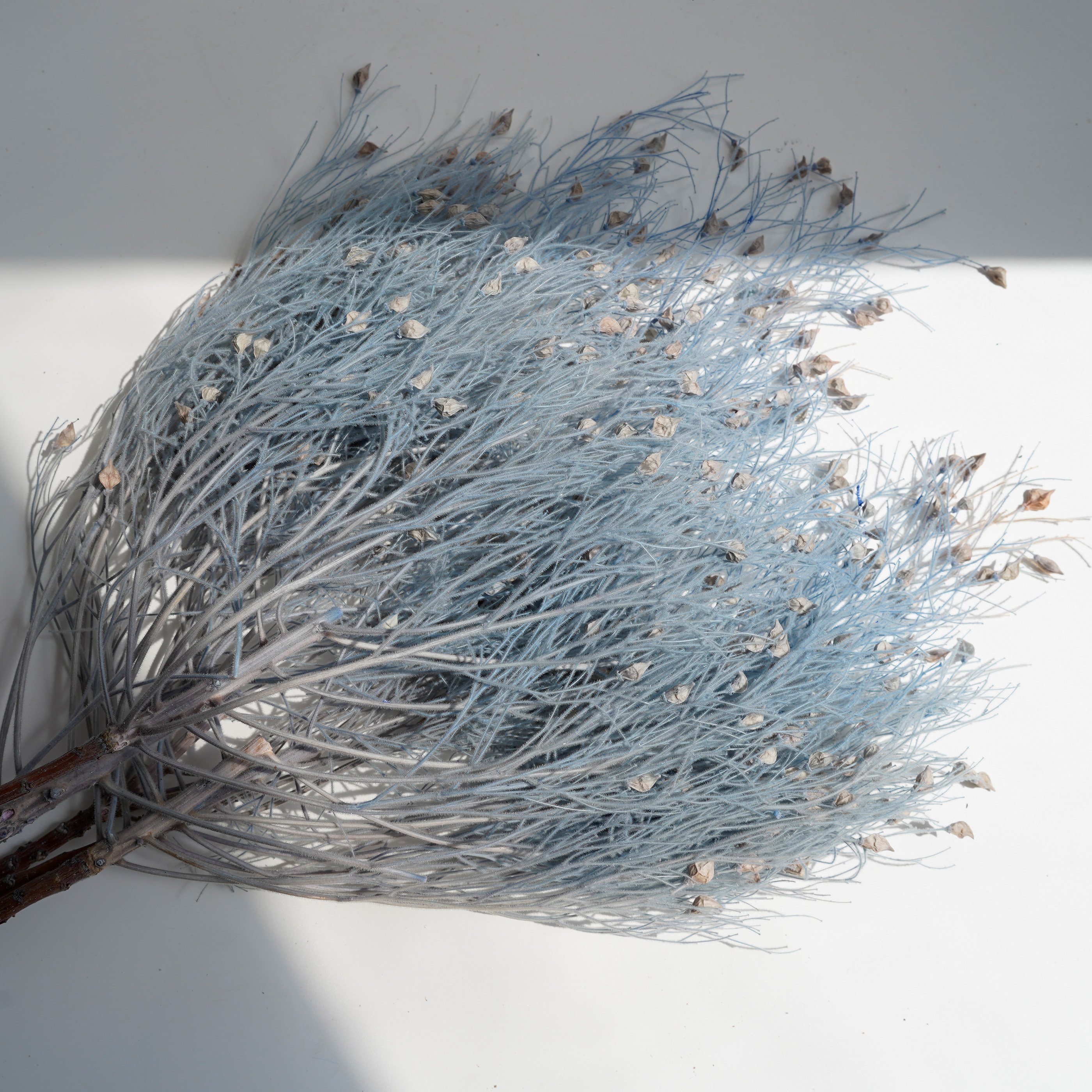 Natural Preserved Dream Grass Dried Flower Beautiful DIY Flower Material For Home Party Wedding Decoration