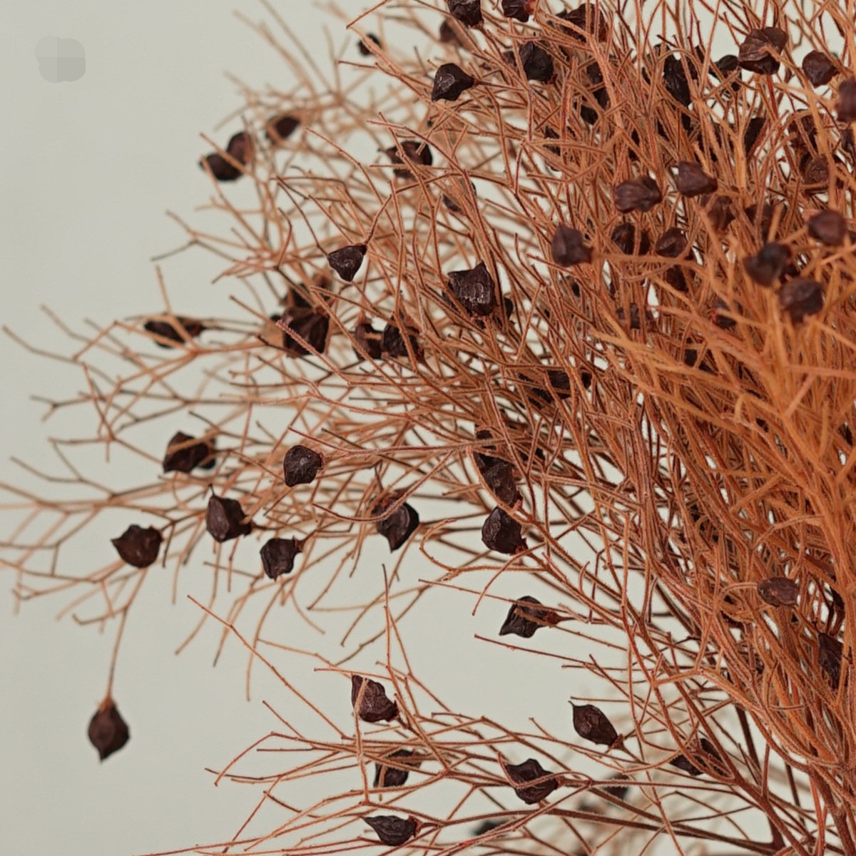 Preserved natural rush grass dream flower, silk feather star style, home decoration, floral arrangement materials