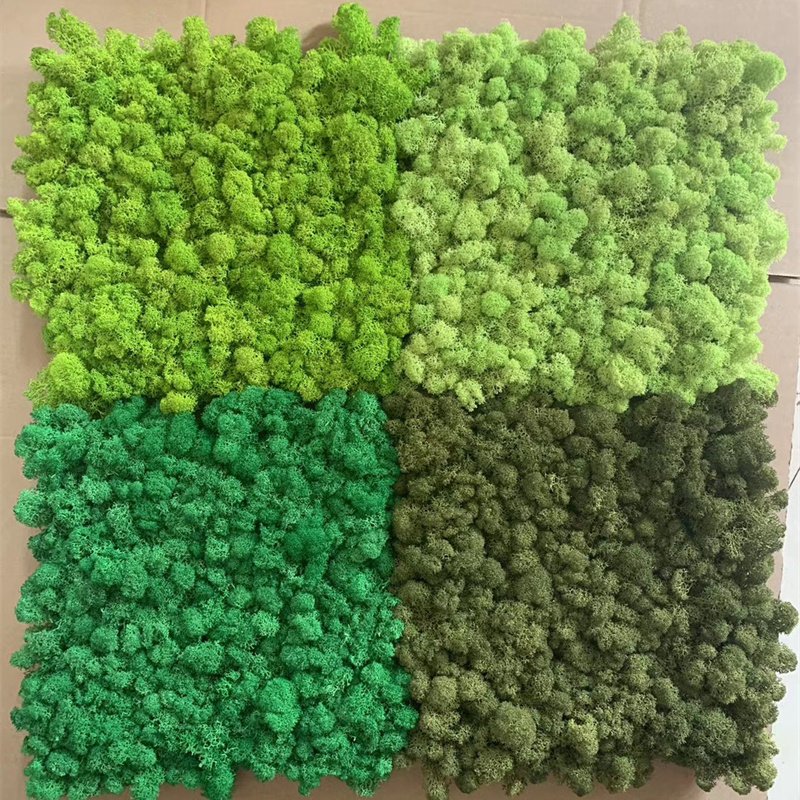2024 Hot Sale Decorative Flowers & Wreaths,green Plants Wall Preserved Moss Fresh Real Preserved Moss Panel