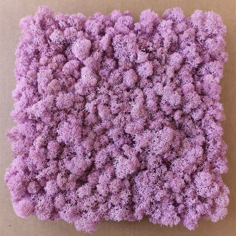 2024 Hot Sale Decorative Flowers & Wreaths,green Plants Wall Preserved Moss Fresh Real Preserved Moss Panel