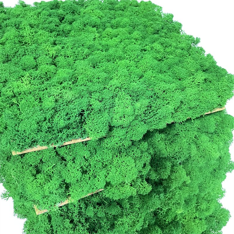 2024 Hot Sale Decorative Flowers & Wreaths,green Plants Wall Preserved Moss Fresh Real Preserved Moss Panel