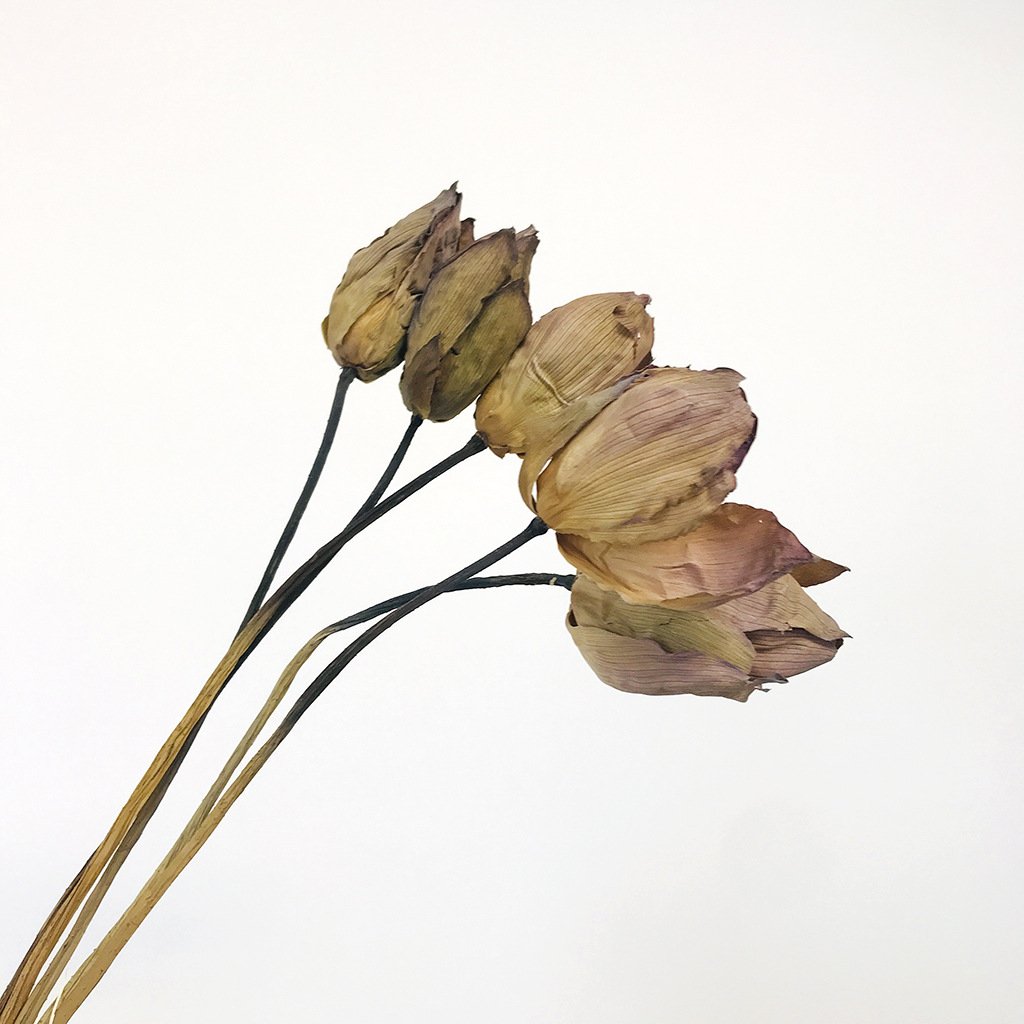 Dried Lotus Dried Flowers Home Decoration Flower Arranging Wood Lotus Sleeping Lotus Zen Shooting Creative Flower Natural Drying