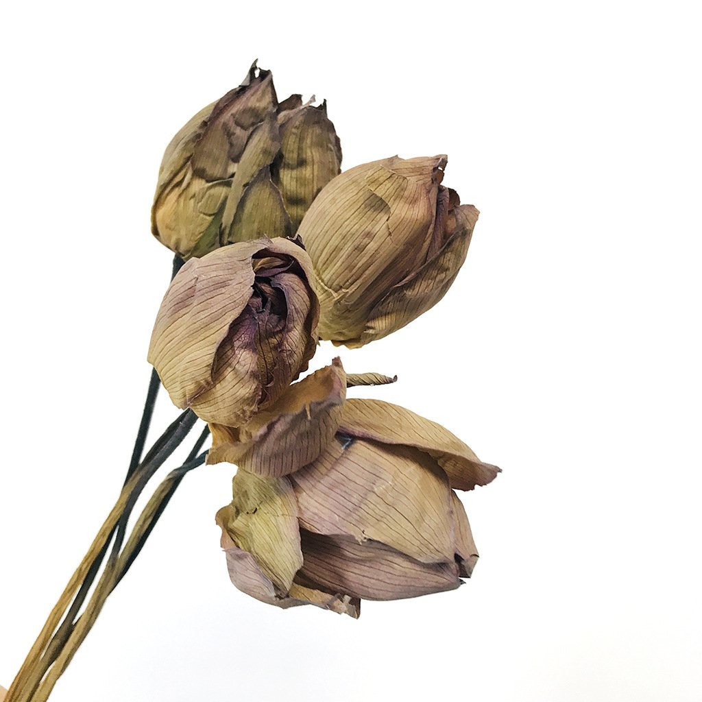 Dried Lotus Dried Flowers Home Decoration Flower Arranging Wood Lotus Sleeping Lotus Zen Shooting Creative Flower Natural Drying