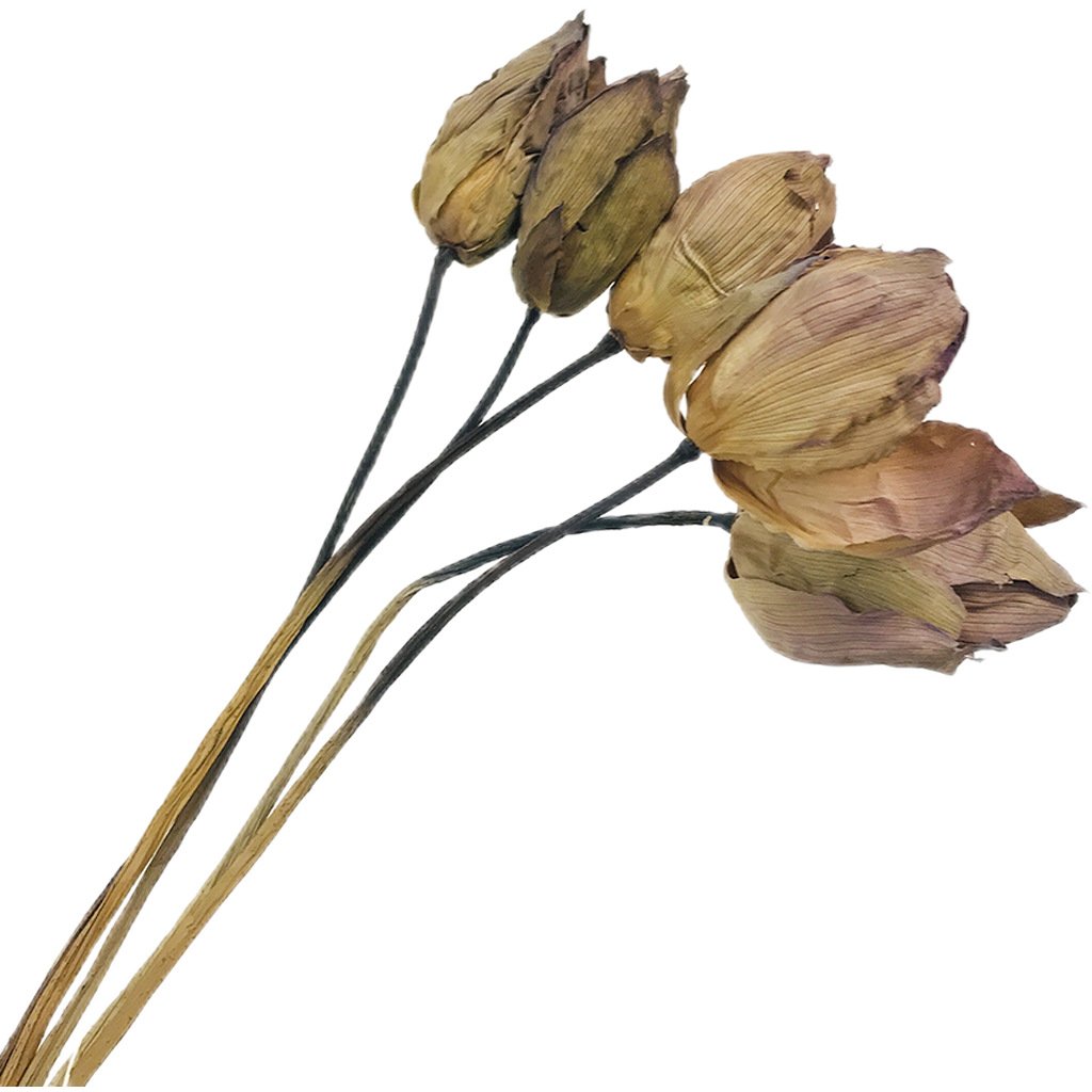 Dried Lotus Dried Flowers Home Decoration Flower Arranging Wood Lotus Sleeping Lotus Zen Shooting Creative Flower Natural Drying
