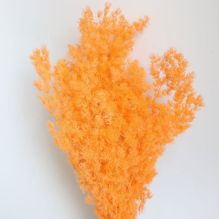 High quality preserved Penglai pine real natural Preserved Ming Asparagus Fern for flower arrangement accessories