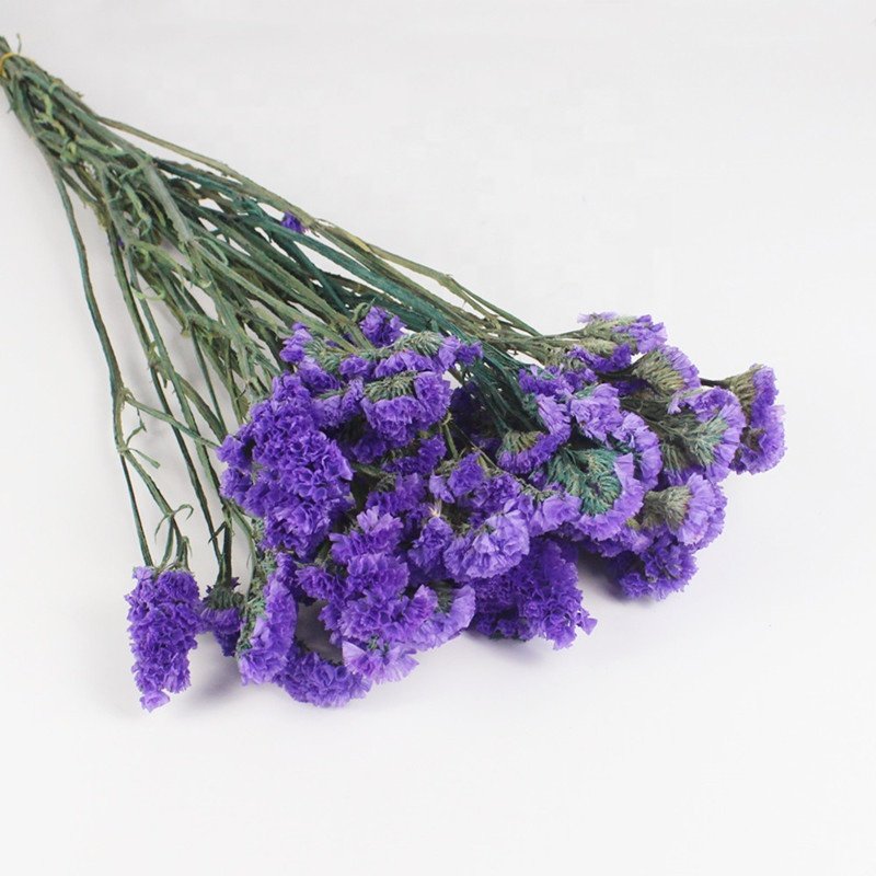 Pure colors preserved statice preserevd flower for house decor