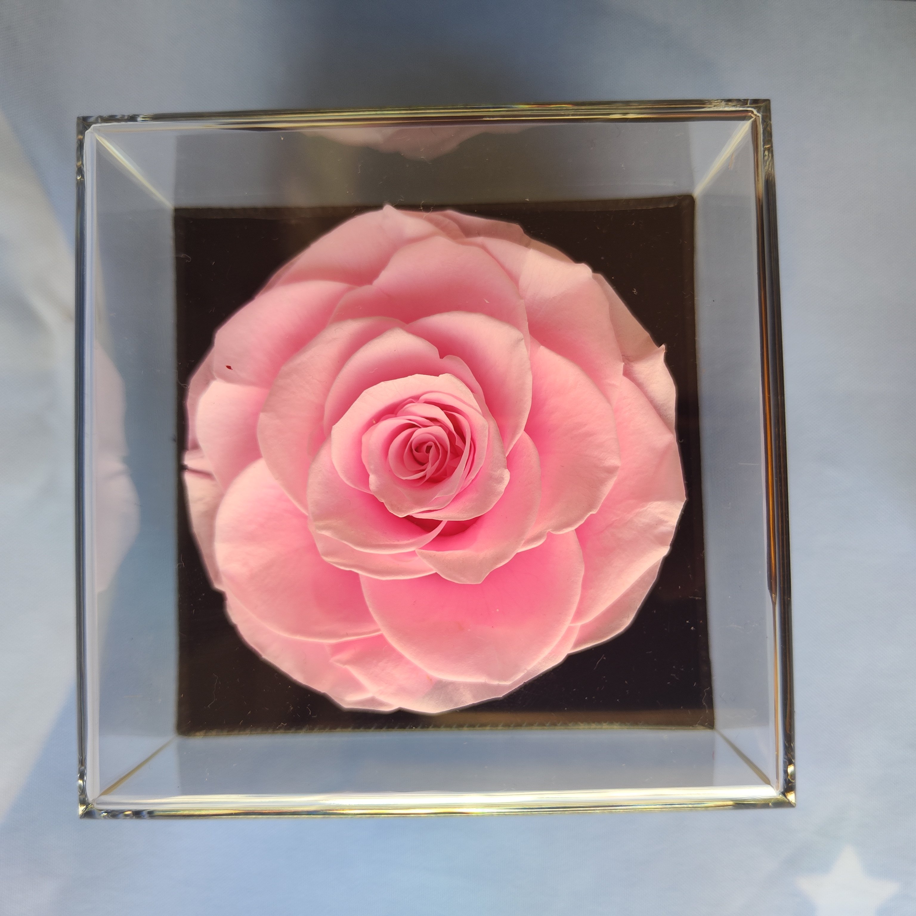 wholesale top seller decoration flowers Preserved Flowers eternal rose preserved rose flowers in acrylic gift box