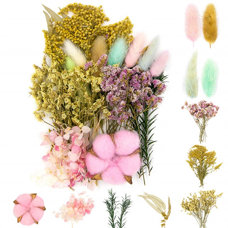 Real Multiple Colorful Pressed Flowers Daisies Dried Pressed Leaf Flowers for Craft Resin Jewelry Making Art Craft DIY