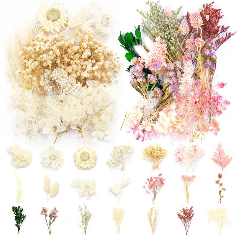 Real Multiple Colorful Pressed Flowers Daisies Dried Pressed Leaf Flowers for Craft Resin Jewelry Making Art Craft DIY