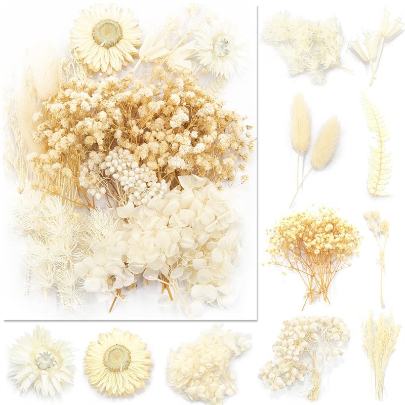 Real Multiple Colorful Pressed Flowers Daisies Dried Pressed Leaf Flowers for Craft Resin Jewelry Making Art Craft DIY