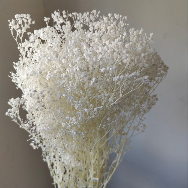 Preserved Baby's Breath Flower for Wedding Decor 90-100 Grams for Household Arrangements and Handicraft Making