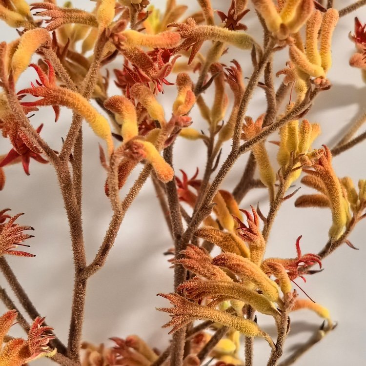 Preserved Flowers Kangaroo Claws for Flower Arrangements Room decoration and Wedding Decoration