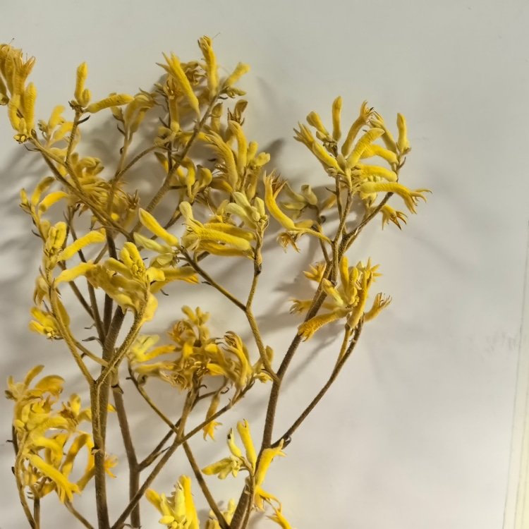 Preserved Flowers Kangaroo Claws for Flower Arrangements Room decoration and Wedding Decoration
