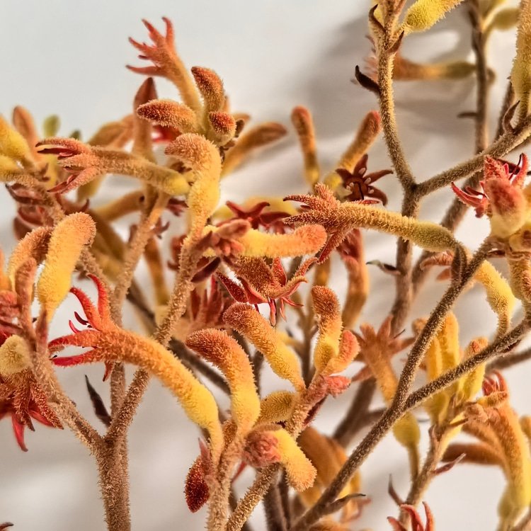 Preserved Flowers Kangaroo Claws for Flower Arrangements Room decoration and Wedding Decoration