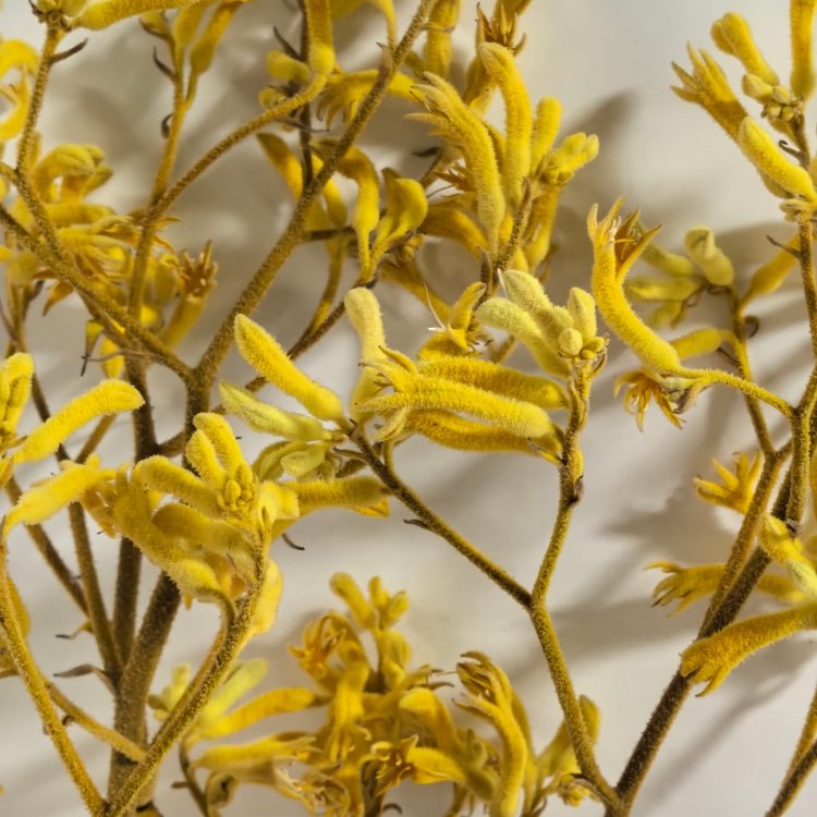 Preserved Flowers Kangaroo Claws for Flower Arrangements Room decoration and Wedding Decoration