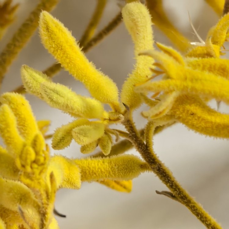 Preserved Flowers Kangaroo Claws for Flower Arrangements Room decoration and Wedding Decoration