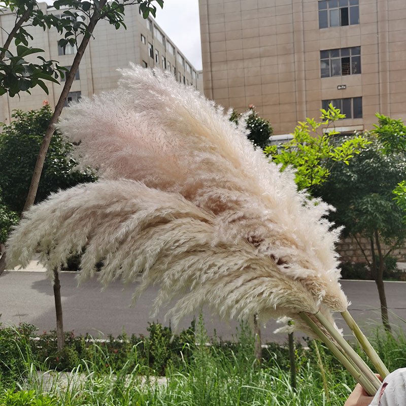 Yunnan Wholesale Decoration Pampas grass 120cm Big Pampas Grass For Floral Arrangement