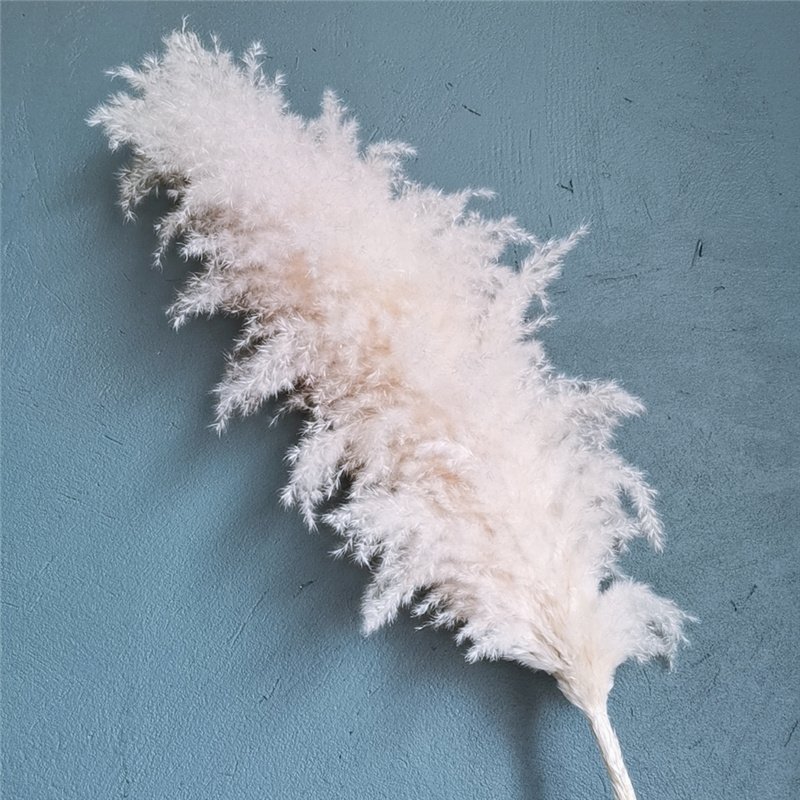Yunnan Wholesale Decoration Pampas grass 120cm Big Pampas Grass For Floral Arrangement