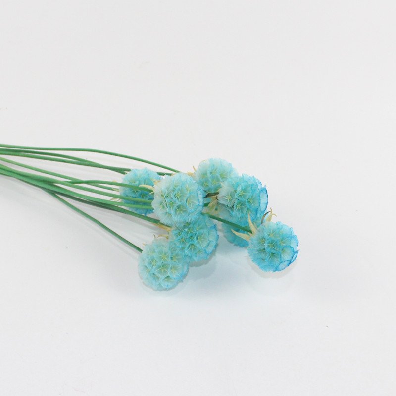 Pure colors preserved scabiosa preserevd flower for house decor