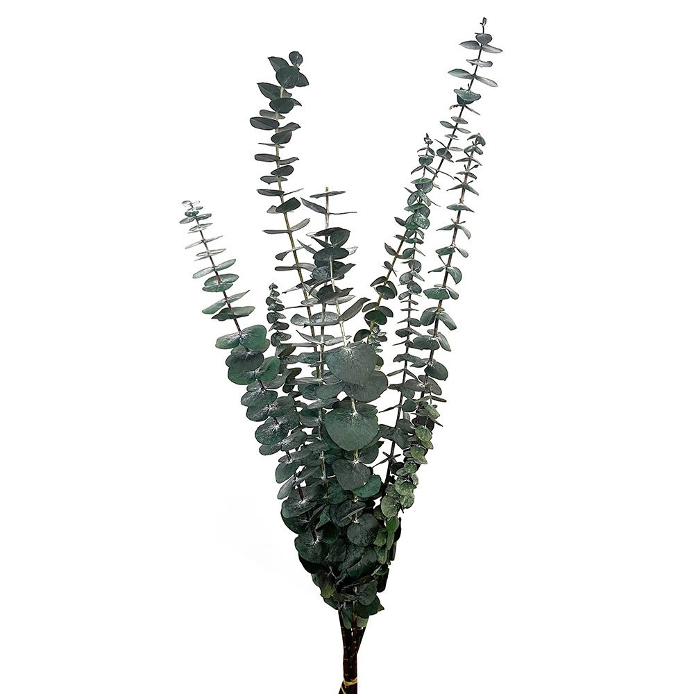 Hot selling Natural Dried Eucalyptus Leaves Preserved Eucalyptus for Wedding Decoration