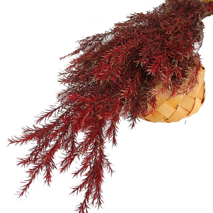 SumFlora Fairyland style preserved flowers melaleuca bracteata flower as home decoration