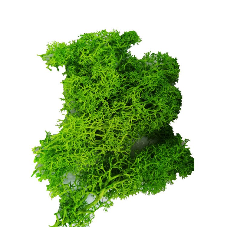Wholesale factory selling decoration wall moss art natural green preserved moss