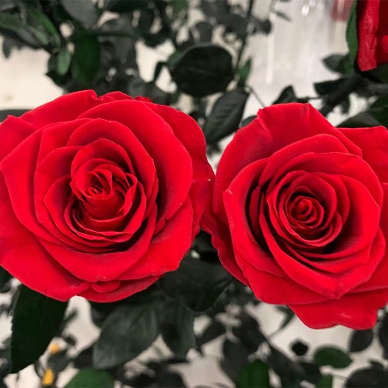 High Grade Gift box Eternal Rose Preserved Flower In Glass Dome For Mother's Day San Valentines Day Mother's day Gifts