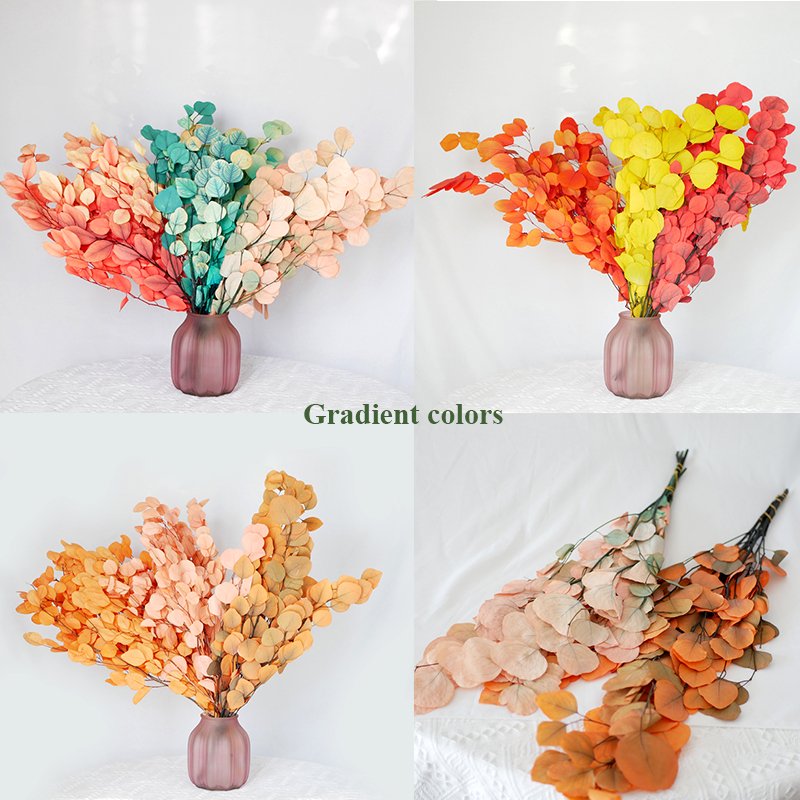 Bleached Apple Leaf Eucalyptus Dried Flower Arrangement Home Decoration Preserved Bleached White Washed Silver Dollar Eucalyptus