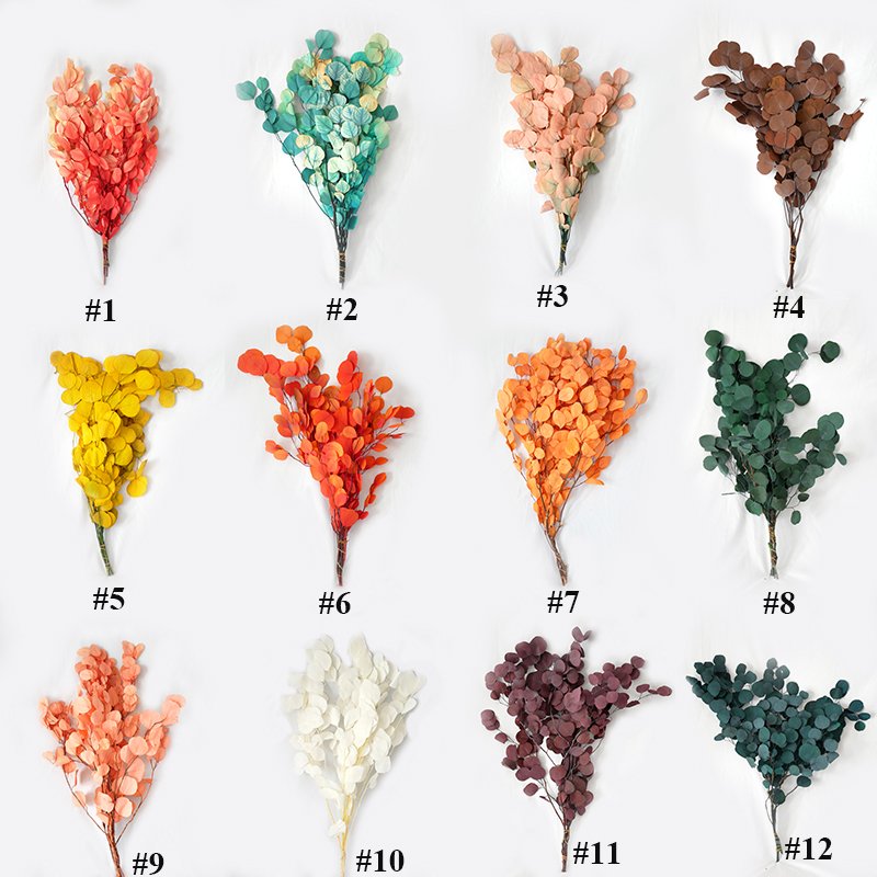 Bleached Apple Leaf Eucalyptus Dried Flower Arrangement Home Decoration Preserved Bleached White Washed Silver Dollar Eucalyptus