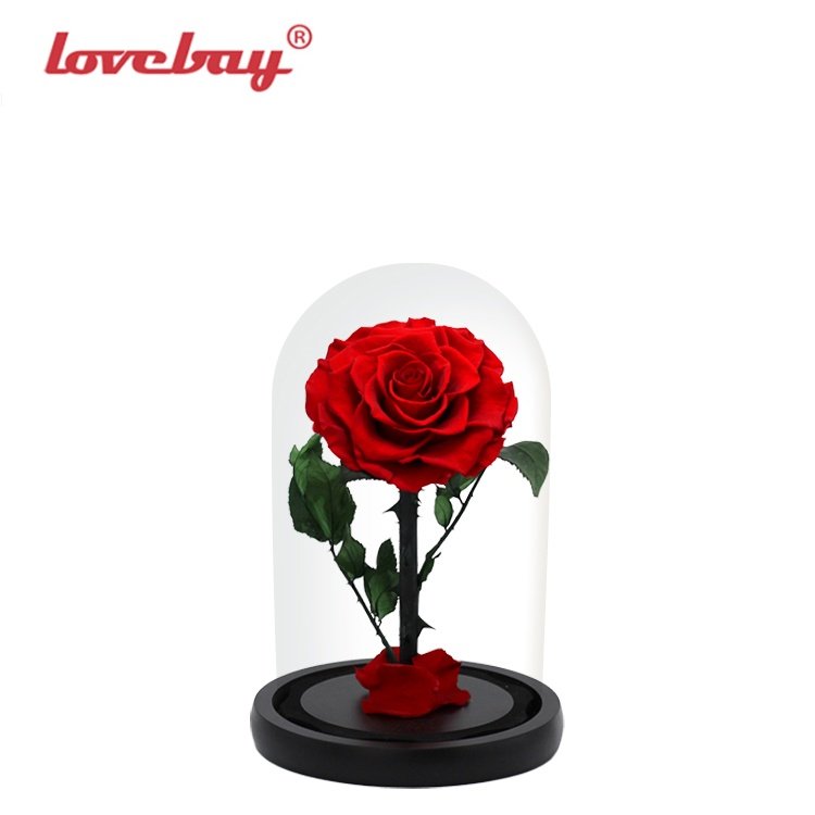 Lovebay Real Rose with LED Light Preserved Roses in Glass Eternal Flower Dome for Girl Woman Red Valentine's Day Gift Ainy Rose