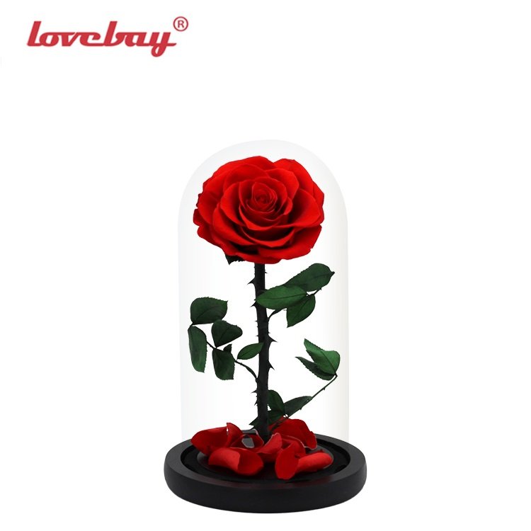 Lovebay Real Rose with LED Light Preserved Roses in Glass Eternal Flower Dome for Girl Woman Red Valentine's Day Gift Ainy Rose