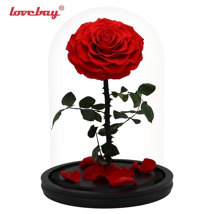 Lovebay Real Rose with LED Light Preserved Roses in Glass Eternal Flower Dome for Girl Woman Red Valentine's Day Gift Ainy Rose