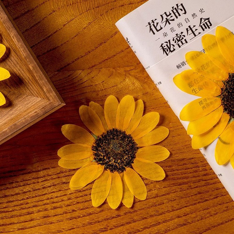 MNR1988 Dried Sunflower heads for Resin Pendant Necklace Craft DIY